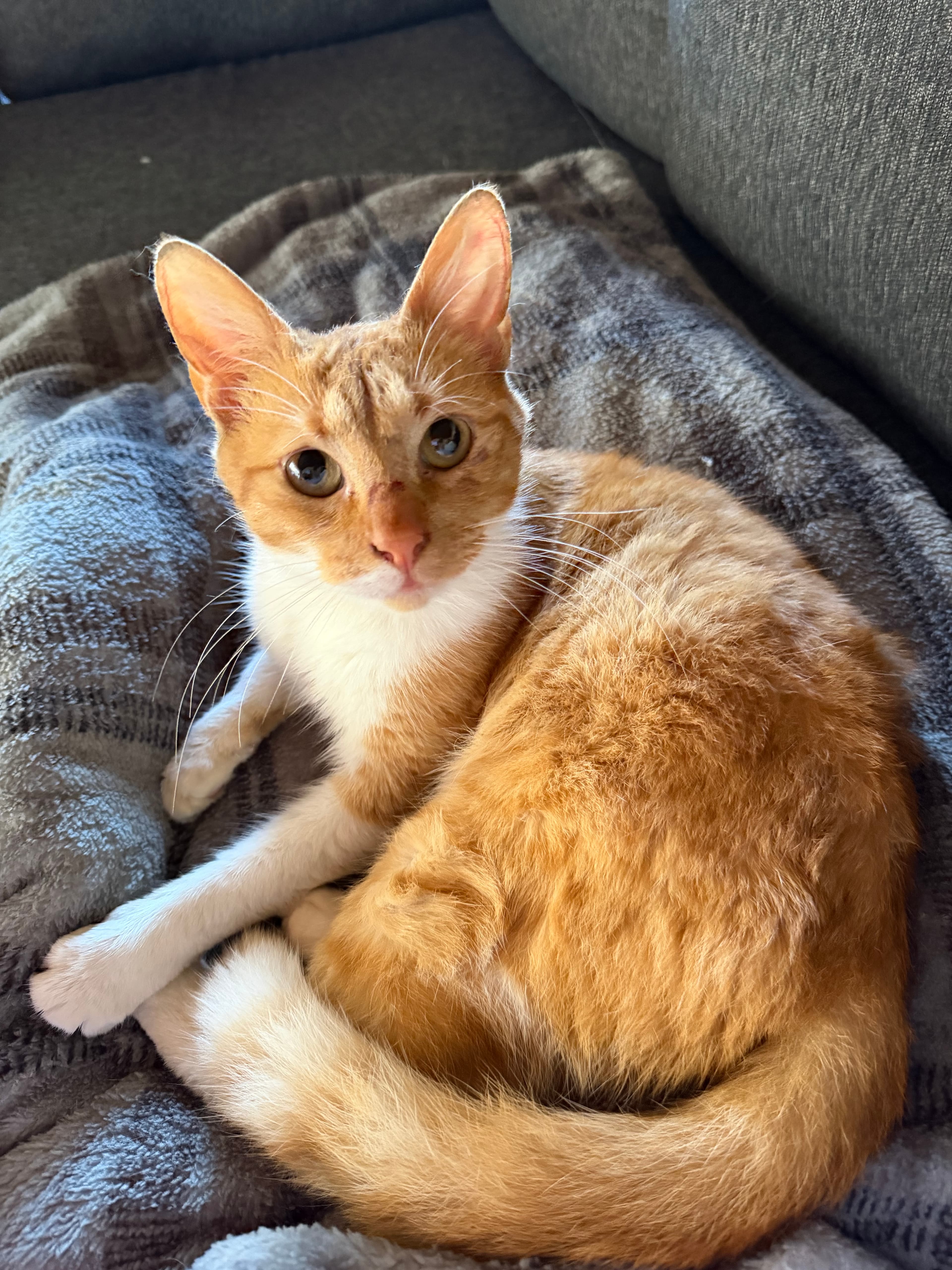 Chisito — foto 1 de 2