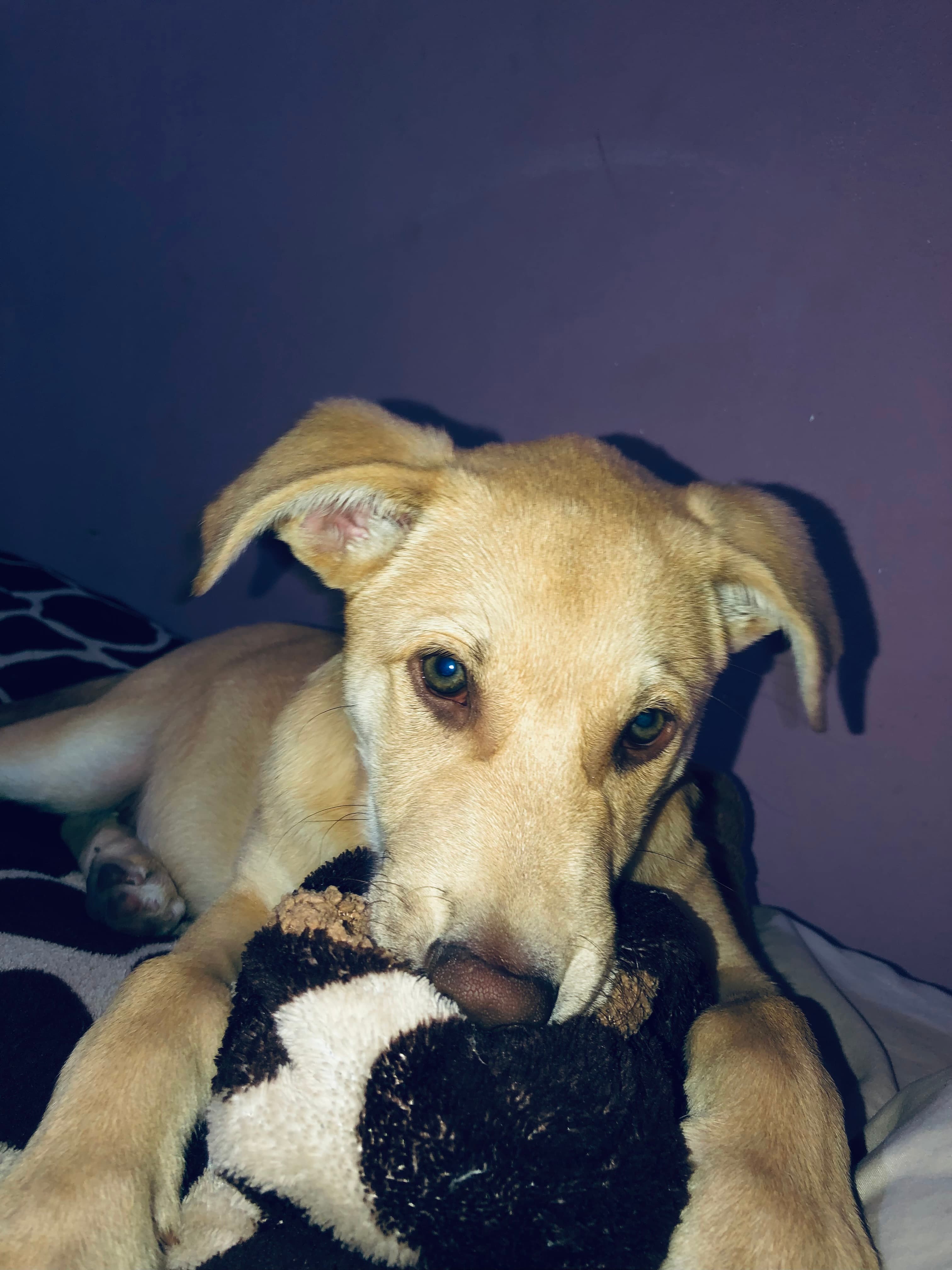 Foto de Rocco