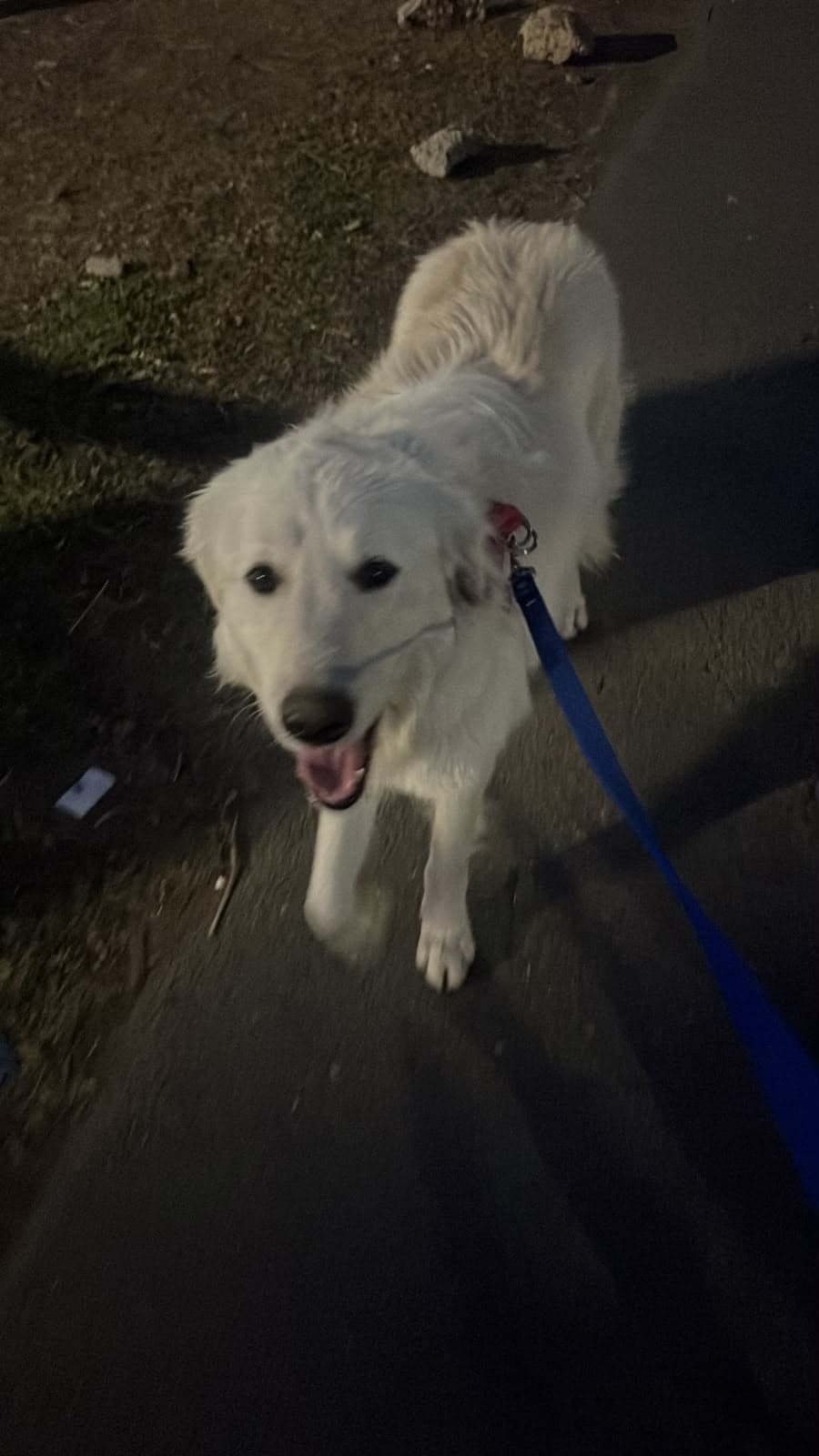 Foto de Polar