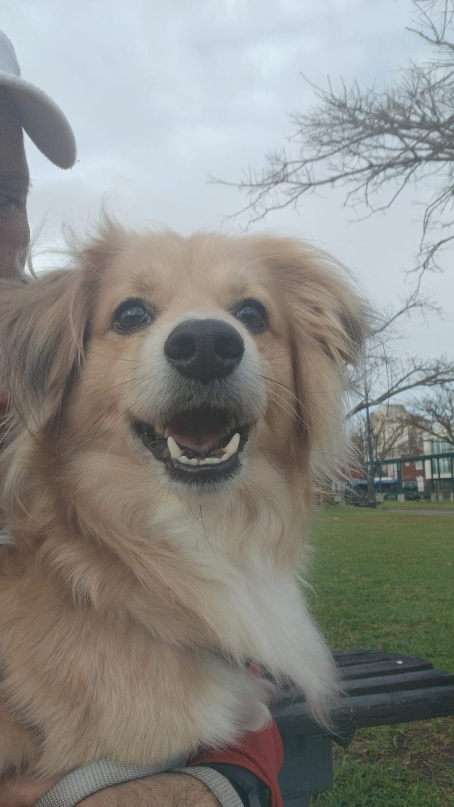 Foto de POTATO