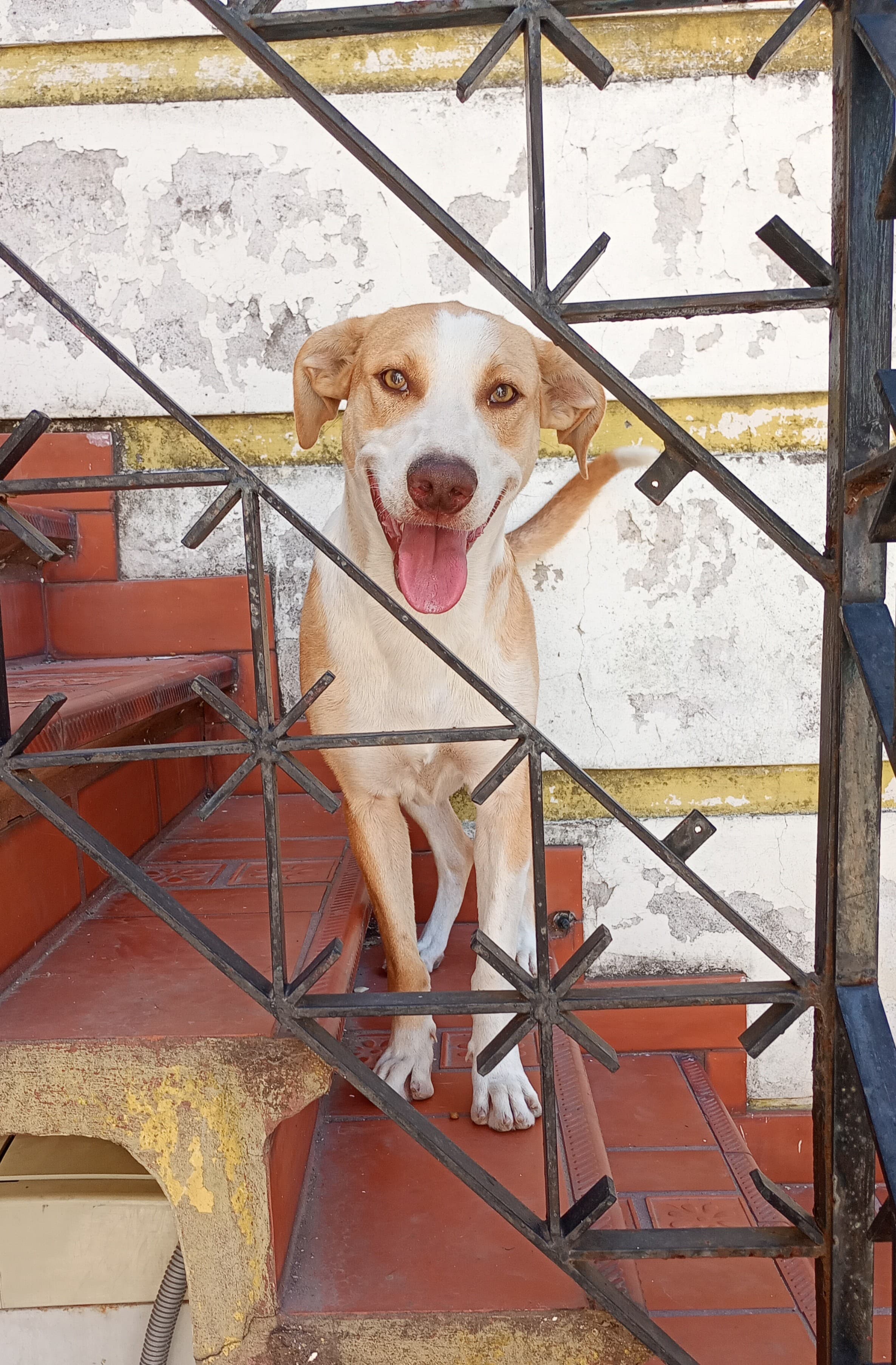 Foto de Jako